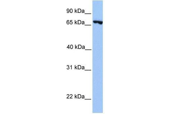 PRDM6 Antikörper  (N-Term)