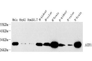 Western Blot analysis of various samples using ATF1 Polyclonal Antibody at dilution of 1:1000. (AFT1 Antikörper)