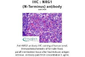 Image no. 1 for anti-Neuregulin 1 (NRG1) (Isoform 10) antibody (ABIN1737529) (Neuregulin 1 Antikörper  (Isoform 10))