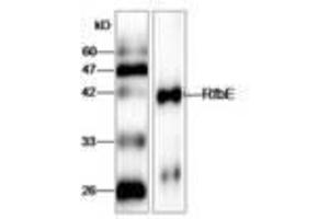 Image no. 1 for anti-E. Coli RfbE (AA 23-338) antibody (ABIN791602) (E. Coli RfbE (AA 23-338) Antikörper)