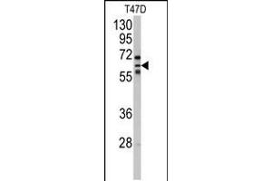 Western blot analysis of anti-CYP2C8 Antibody in T47D cell line lysates (35ug/lane). (CYP2C8 Antikörper  (N-Term))