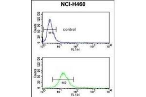 NEDD4 Antibody (C-term) (ABIN653889 and ABIN2843135) flow cytometric analysis of NCI- cells (bottom histogram) compared to a negative control cell (top histogram). (NEDD4 Antikörper  (C-Term))