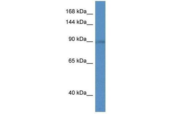 SLC9A5 Antikörper  (C-Term)