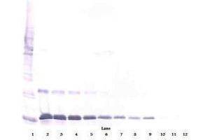 Image no. 2 for anti-Interleukin 16 (IL16) antibody (ABIN465149) (IL16 Antikörper)