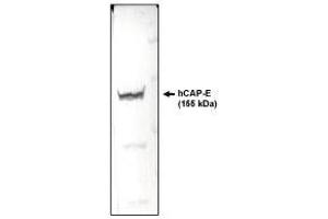 Western blotting using  CAP-E antibody on HeLa cell lysate. (SMC2 Antikörper  (AA 523-768))