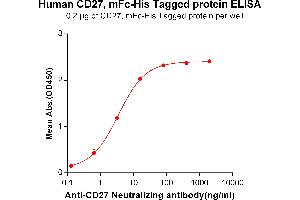 ELISA plate pre-coated by 2 μg/mL (100 μL/well) Human CD27, mFc-His tagged protein (ABIN6961086, ABIN7042201 and ABIN7042202) can bind Anti-CD27 Neutralizing antibody ABIN6964431 and ABIN7272567 in a linear range of 0. (CD27 Protein (AA 20-191) (mFc-His Tag))