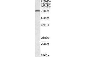 Image no. 1 for anti-Fermitin Family Member 3 (FERMT3) (C-Term) antibody (ABIN453975) (FERMT3 Antikörper  (C-Term))