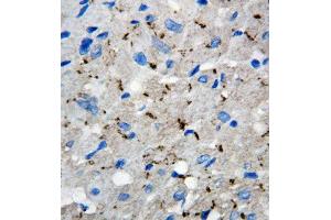 Anti-Connexin 40/GJA5 antibody, IHC(P) IHC(P): Rat Cardiac Muscle Tissue (Cx40/GJA5 Antikörper  (C-Term))