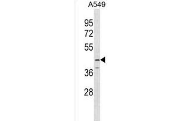 SERPINB12 Antikörper  (AA 131-157)