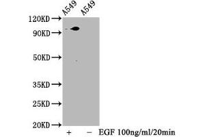 Western Blot Positive WB detected in A549 whole cell lysate(treated with EGF or not) All lanes Phospho-STAT3 antibody at 1. (Rekombinanter STAT3 Antikörper  (pSer727))