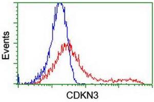 Flow Cytometry (FACS) image for anti-Cyclin-Dependent Kinase Inhibitor 3 (CDKN3) antibody (ABIN1497458) (CDKN3 Antikörper)