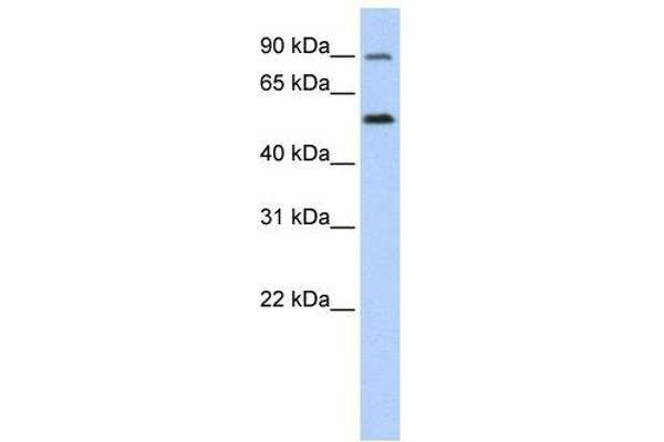 SLC41A1 Antikörper  (N-Term)