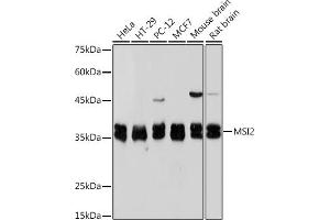 Western blot analysis of extracts of various cell lines, using Musashi-2 (Musashi-2 (MSI2)) Rabbit mAb (ABIN7268701) at 1:1000 dilution. (MSI2 Antikörper)