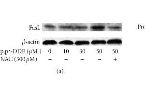 Western Blotting (WB) image for anti-Fas Ligand (TNF Superfamily, Member 6) (FASL) (AA 196-281) antibody (ABIN726410)