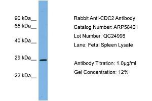 WB Suggested Anti-CDC2  Antibody Titration: 0. (CDK1 Antikörper  (Middle Region))
