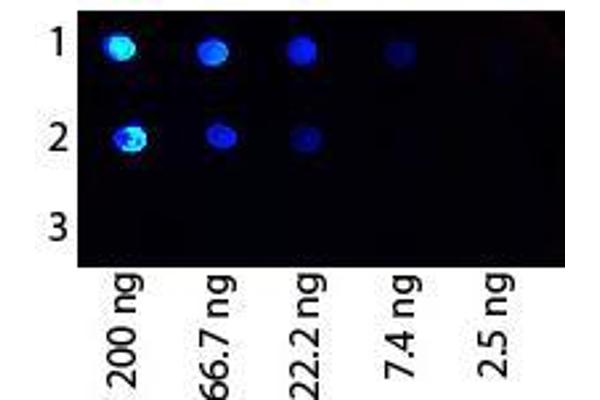 Protein G Antikörper  (FITC)