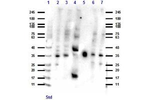 Western Blot of Goat anti-PDL-1 antibody Western Blot of Goat anti-PDL-1 antibody. (PD-L1 Antikörper)