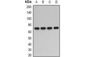 Western blot analysis of PPP2R1A expression in SKOV3 (A), HepG2 (B), mouse brain (C), mouse kidney (D) whole cell lysates. (PPP2R1A Antikörper)