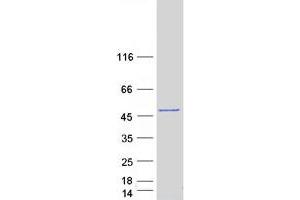 Validation with Western Blot (PDPK1 Protein (Myc-DYKDDDDK Tag))