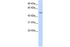 Western Blotting (WB) image for anti-Protein Disulfide Isomerase Family A, Member 6 (PDIA6) antibody (ABIN2459514) (PDIA6 Antikörper)