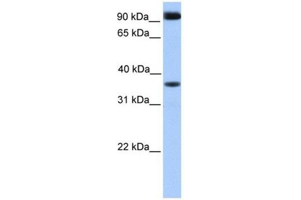 DCUN1D4 Antikörper