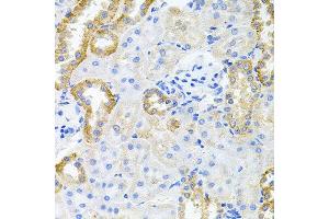 Immunohistochemistry of paraffin-embedded rat kidney using STRN3 antibody at dilution of 1:100 (x40 lens). (STRN3 Antikörper)