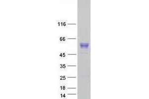 Validation with Western Blot (AGT Protein (Myc-DYKDDDDK Tag))