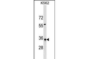 HMGCL Antibody (N-term) (ABIN1539566 and ABIN2849639) western blot analysis in K562 cell line lysates (35 μg/lane). (HMGCL Antikörper  (N-Term))