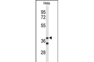 Western blot analysis of CYTH3 Antibody (C-term) (ABIN653626 and ABIN2842979) in Hela cell line lysates (35 μg/lane). (Cytohesin 3 Antikörper  (C-Term))