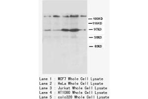 Image no. 1 for anti-Chemokine (C-X-C Motif) Receptor 4 (CXCR4) (N-Term) antibody (ABIN1495138) (CXCR4 Antikörper  (N-Term))