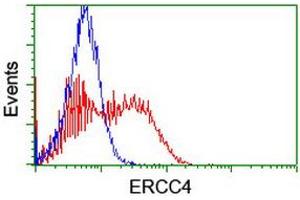 Image no. 2 for anti-Excision Repair Cross-Complementing Rodent Repair Deficiency, Complementation Group 4 (ERCC4) antibody (ABIN1498074) (ERCC4 Antikörper)