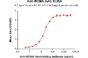 ELISA plate pre-coated by 2 μg/mL (100 μL/well) Human BCMA, hFc-His Tag ABIN6961074, ABIN7042177 and ABIN7042178 can bind Anti-BCMA (Neutralizing antibody clone huC11D5. (Rekombinanter BCMA (Belantamab Biosimilar) Antikörper)