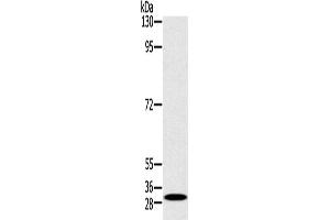 Western Blotting (WB) image for anti-RAB27A, Member RAS Oncogene Family (RAB27A) antibody (ABIN2430690) (RAB27A Antikörper)