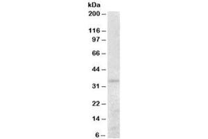 Western blot testing of human kidney lysate with PEX26 antibody at 0. (PEX26 Antikörper)