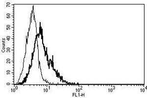 A typical staining pattern with the B-B29 monoclonal antibody of CD40L transfected 3T6 cell line (CD40 Ligand Antikörper)