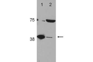 Image no. 1 for anti-Polymerase (DNA Directed), beta (POLB) (C-Term) antibody (ABIN1103699) (POLB Antikörper  (C-Term))