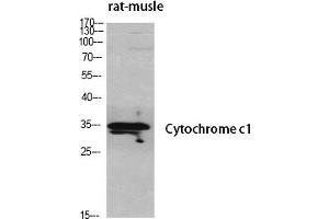 Western Blot analysis of various cells using Cytochrome c1 Polyclonal Antibody diluted at 1:500. (Cytochrome C1 Antikörper  (AA 110-190))