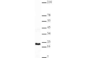 Western Blotting (WB) image for anti-Histone 3 (H3) (H3K4me2) antibody (ABIN577702) (Histone 3 Antikörper  (H3K4me2))