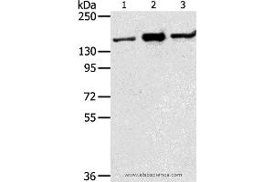 Western blot analysis of Jurkat, K562 and hela cell, using STAG2 Polyclonal Antibody at dilution of 1:350 (STAG2 Antikörper)