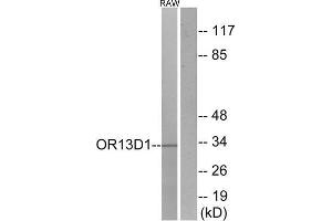 Western Blotting (WB) image for anti-Olfactory Receptor, Family 13, Subfamily D, Member 1 (OR13D1) (C-Term) antibody (ABIN1853189) (OR13D1 Antikörper  (C-Term))