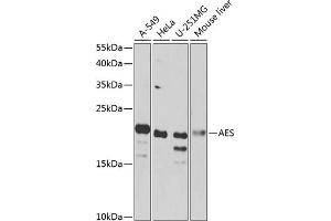 Western blot analysis of extracts of various cell lines, using AES antibody  at 1:1000 dilution. (AES Antikörper  (AA 1-264))