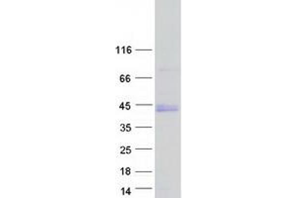 BARHL1 Protein (Myc-DYKDDDDK Tag)