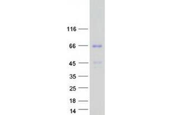 PTPRR Protein (Transcript Variant 1) (Myc-DYKDDDDK Tag)