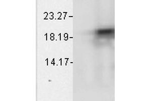 Western Blot analysis of Bovine cell lysates showing detection of Alpha B Crystallin protein using Mouse Anti-Alpha B Crystallin Monoclonal Antibody, Clone 1A7. (CRYAB Antikörper  (PerCP))