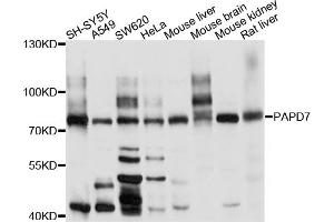 Western blot analysis of extracts of various cell lines, using PAPD7 antibody (ABIN6003724) at 1/1000 dilution. (PAP Associated Domain Containing 7 (PAPD7) Antikörper)