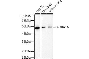 Western blot analysis of extracts of various cell lines, using (ABIN7265506) at 1:1000 dilution. (alpha 1 Adrenergic Receptor Antikörper)