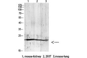 Western blot analysis of RAT-brain lysate, antibody was diluted at 1:1000. (GREM2 Antikörper  (AA 71-120))