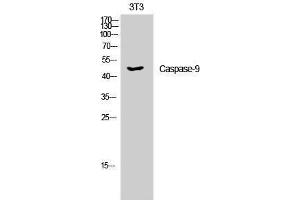 Western Blotting (WB) image for anti-Caspase 9, Apoptosis-Related Cysteine Peptidase (CASP9) (Ser20) antibody (ABIN3183673) (Caspase 9 Antikörper  (Ser20))