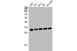 Western blot analysis of 293T 3T3 HELA KB SH-SY5Y lysis using ATF-1 antibody. (AFT1 Antikörper  (C-Term))