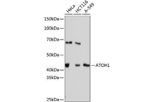 Western blot analysis of extracts of various cell lines, using  Rabbit mAb (ABIN7265714) at 1:1000 dilution. (ATOH1 Antikörper)